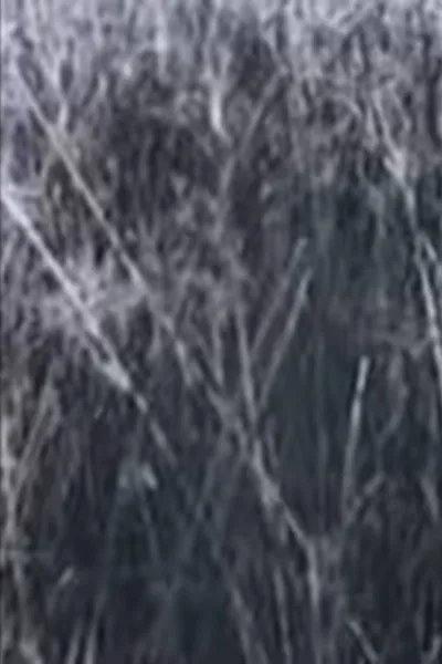 Return to the Sedge Fields