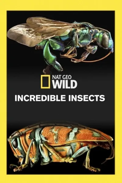Incredible Insects