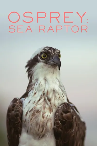 Osprey: Sea Raptor