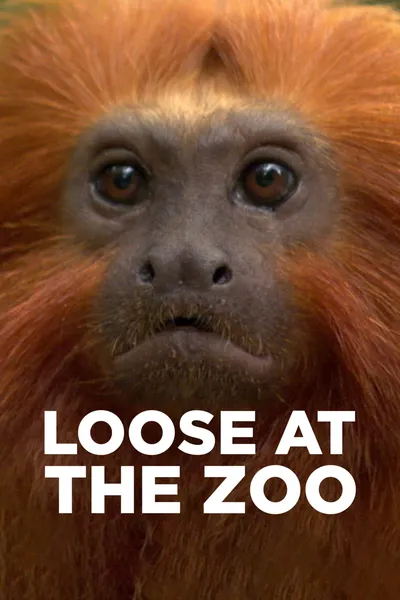 Loose at the Zoo