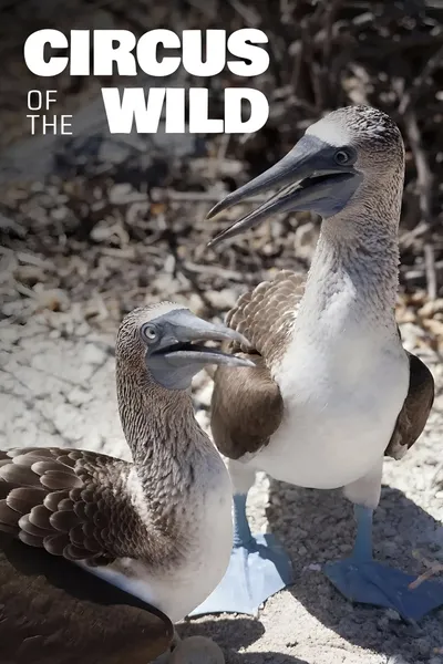 Witzig und wild - Die kuriosen Seiten der Tiere