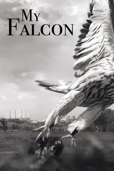 My Falcon