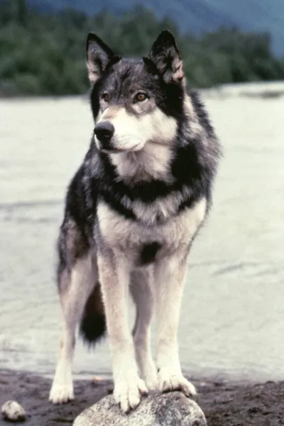 Jed the Wolfdog