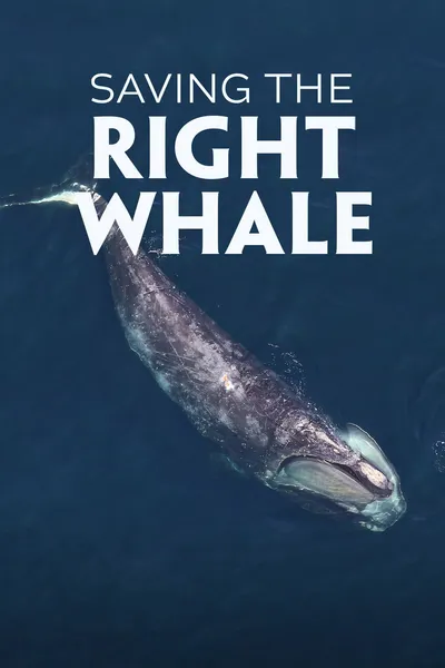 Saving the Right Whale