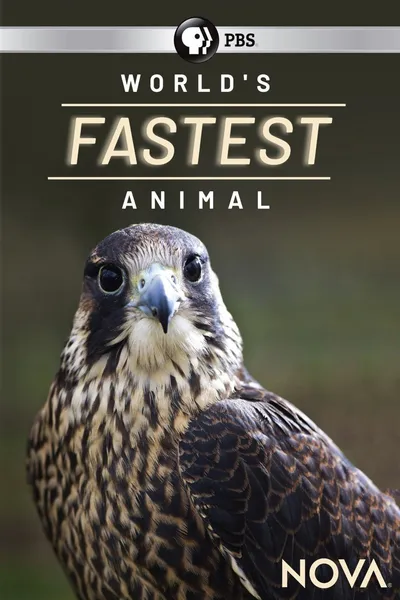World's Fastest Animal