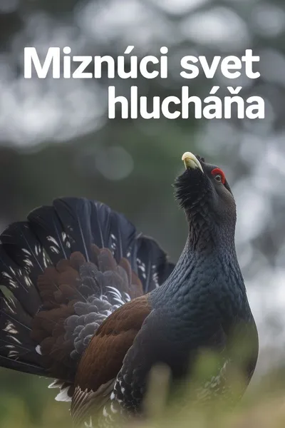 Disappearing World of the Capercaillie