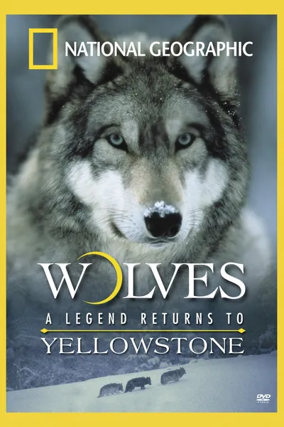 Wolves: A Legend Returns to Yellowstone