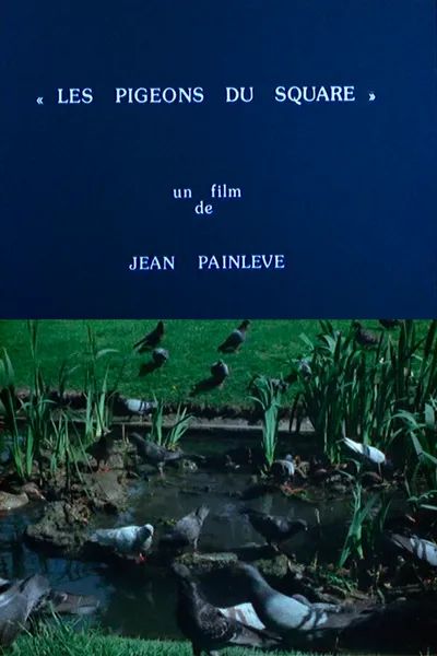 Pigeons in the Square