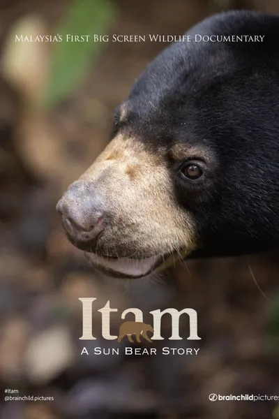 Itam: A Sun Bear Story