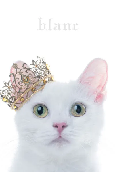 Aimer: Best Selection "blanc" (Limited Edition Bonus)