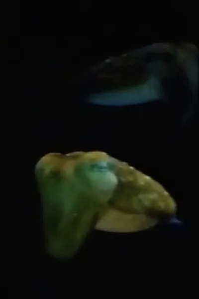 Aliens From Inner Space