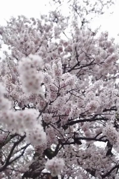 Cherry Blossom on My Palm