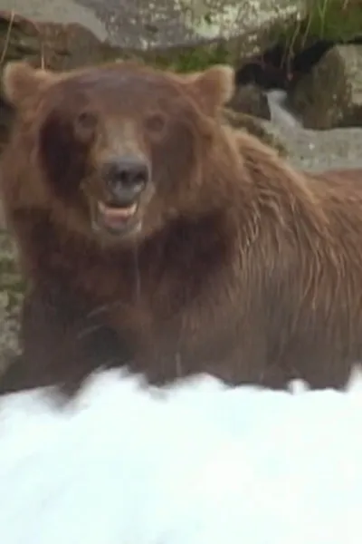 Bear 141