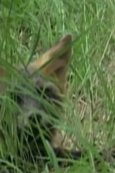 Ghost the Fox