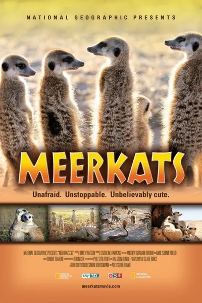 Meerkats 3D