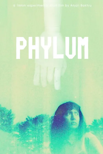 Phylum