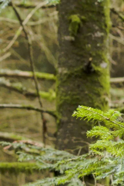 Coeur Glacé Battant