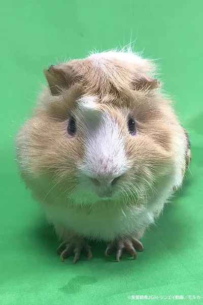 Tsumugi