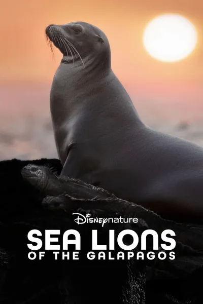 Sea Lions of the Galapagos
