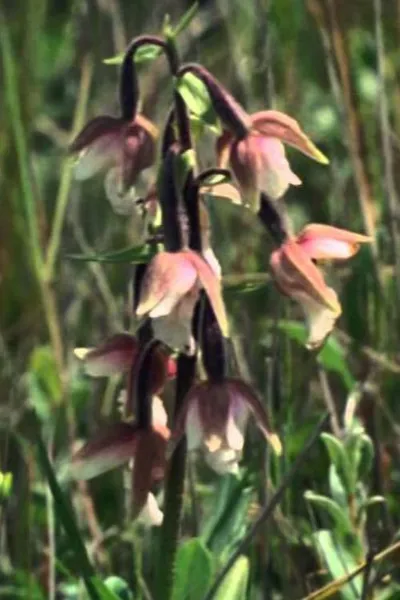 National Parks.... Necessity