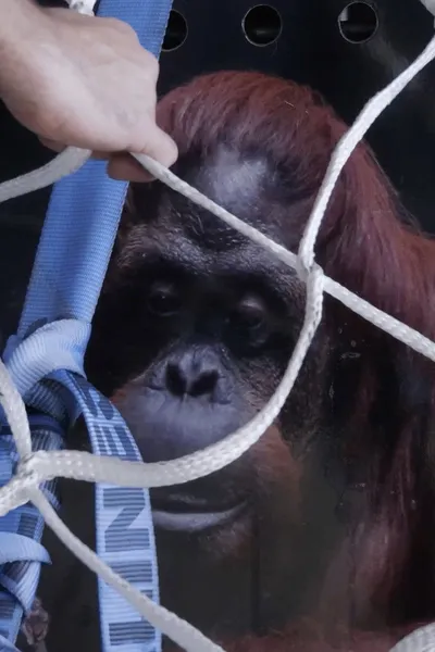 Sandra, The Primate Citizen