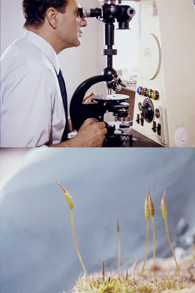 Un pequeño colonizador verde