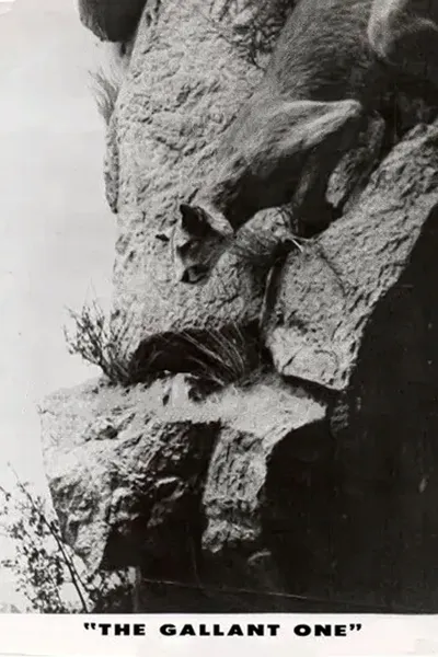The Gallant One
