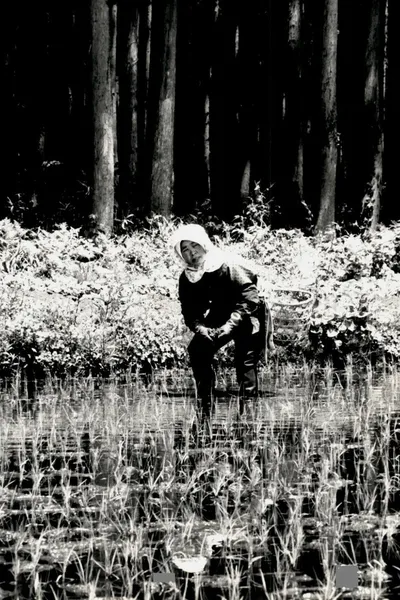 The Japanese Part 3: Farm Song