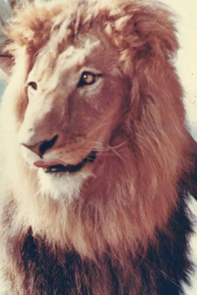 Zamba