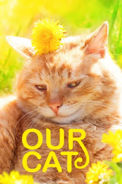 Our Cat