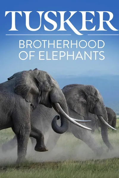 Tusker: Brotherhood of Elephants