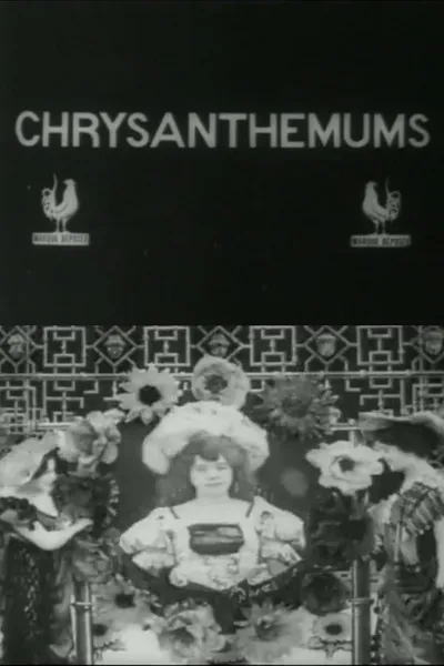 Chrysanthemums