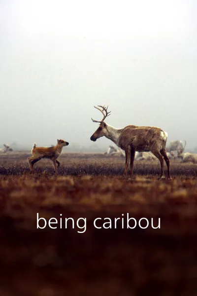 Being Caribou