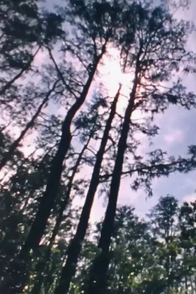 Wilderness: A Country in the Mind