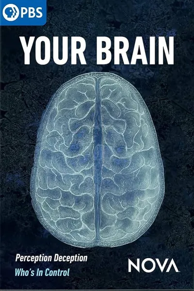 Your Brain
