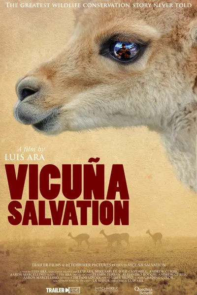 Vicuña Salvation