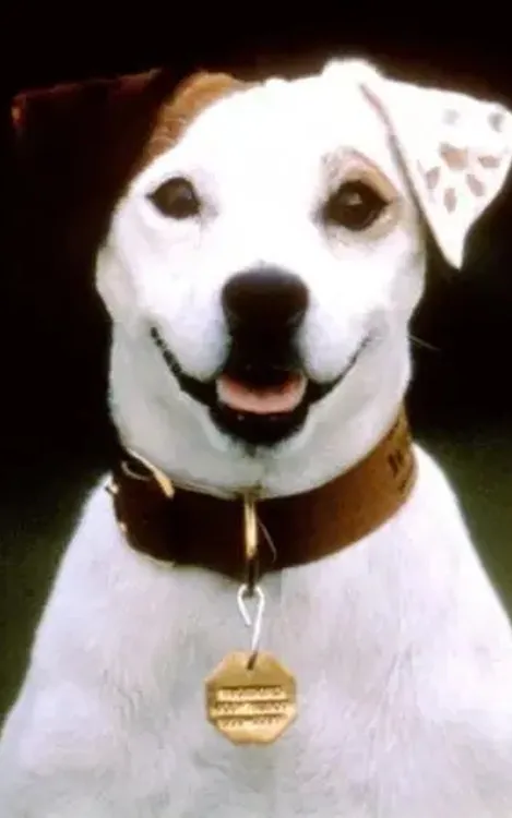 Soccer the Dog