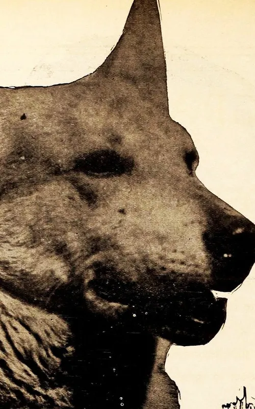 Lightning the German Shepherd