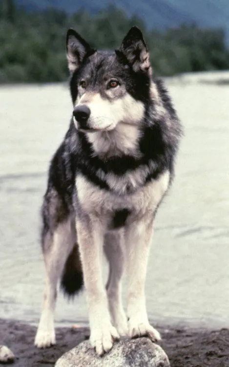 Jed the Wolfdog