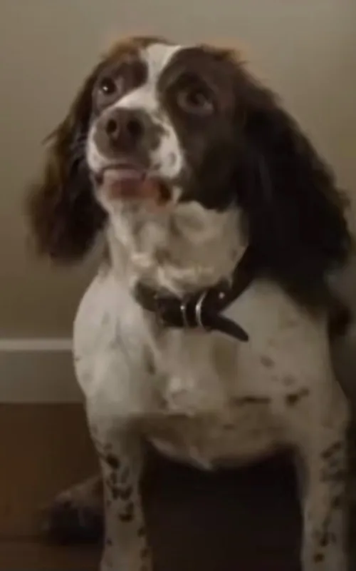 Rosa the Dog
