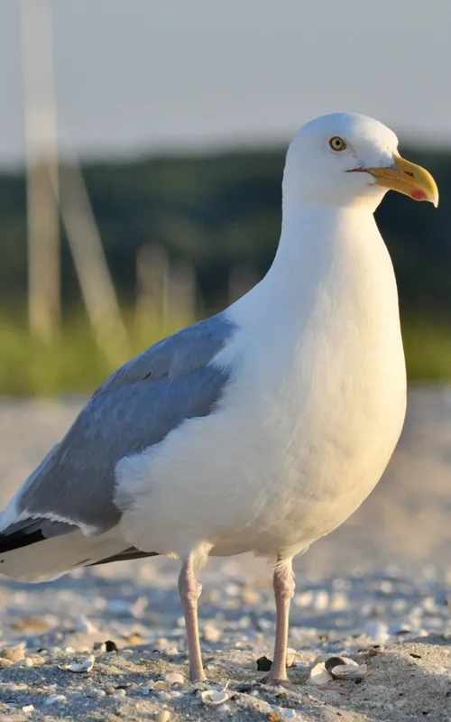seagull