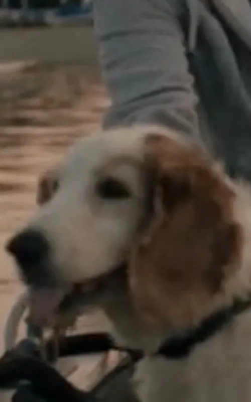 Bodil the Dog