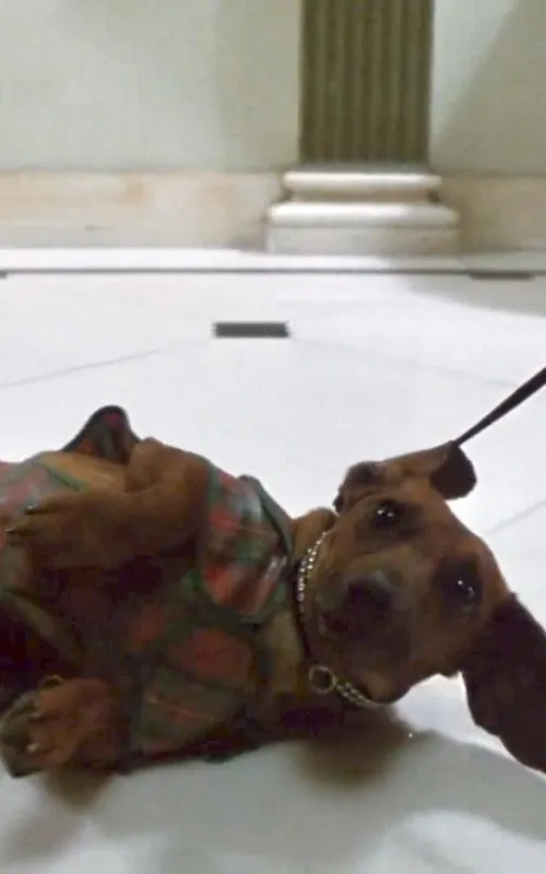 Dog (uncredited)