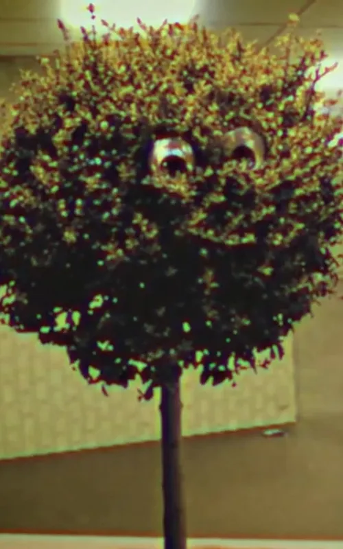 Bosso Magnol
