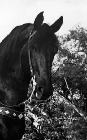 Black Jack