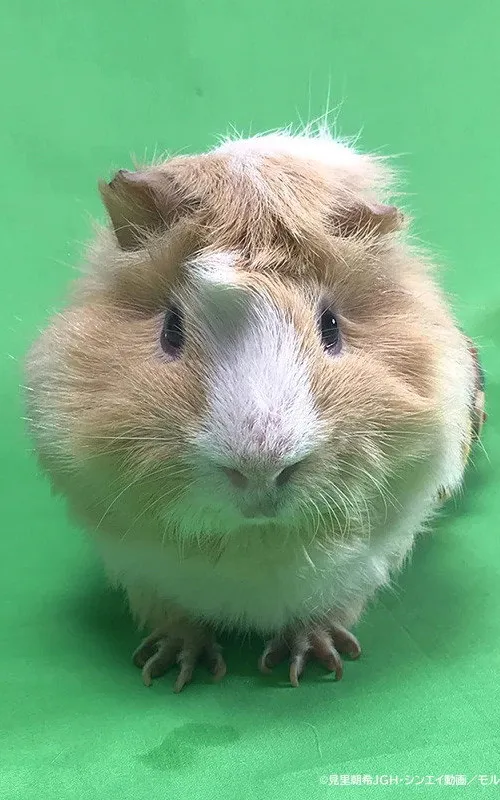 Tsumugi