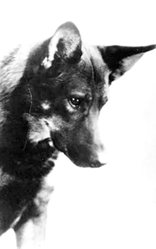Rin-Tin-Tin