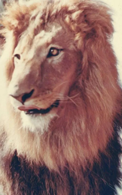 Zamba