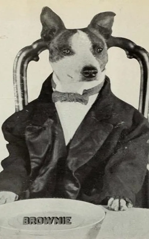 Brownie the Wonder Dog